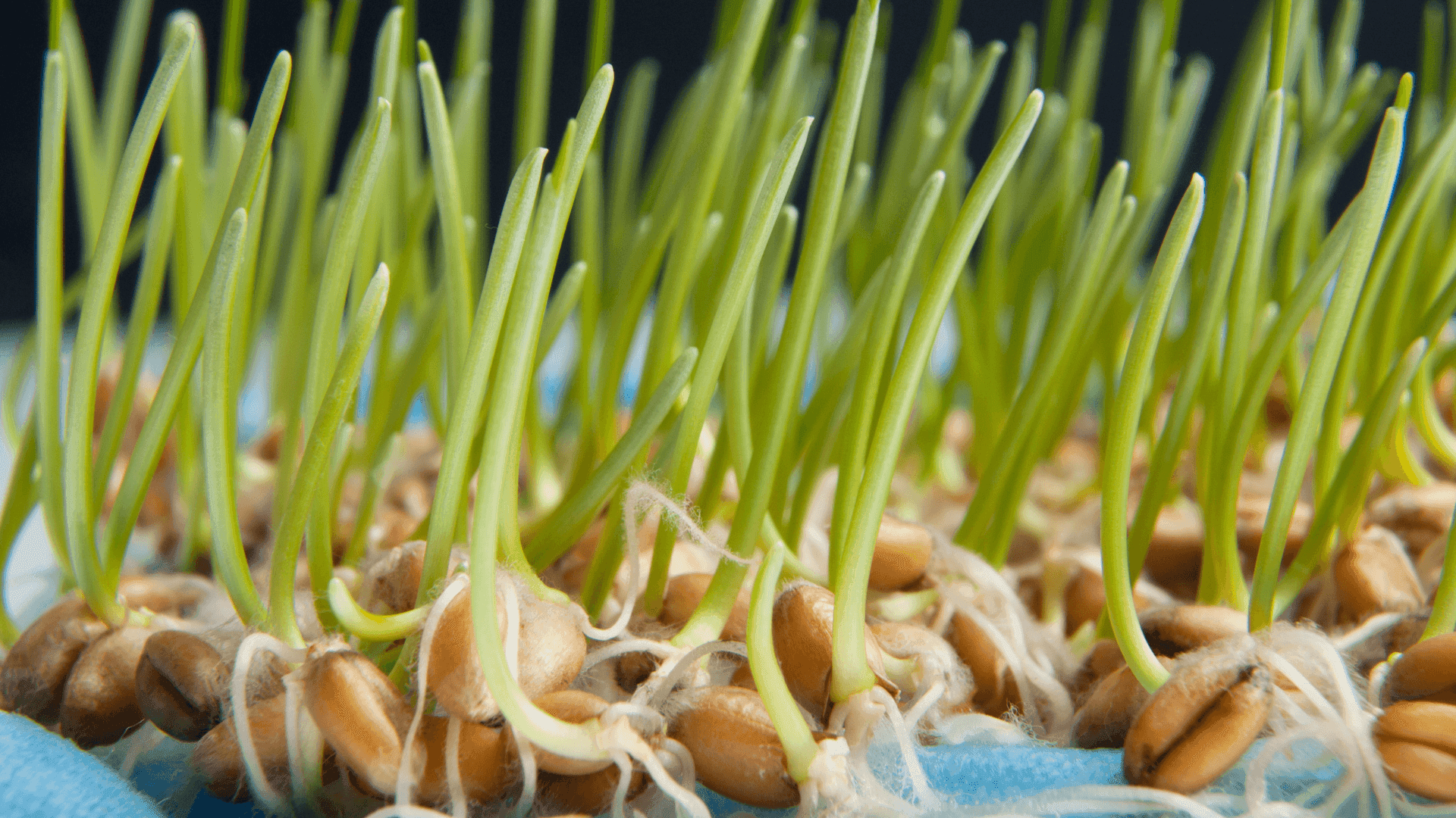 20 Simple Science Experiments to Promote the Love for the Subject